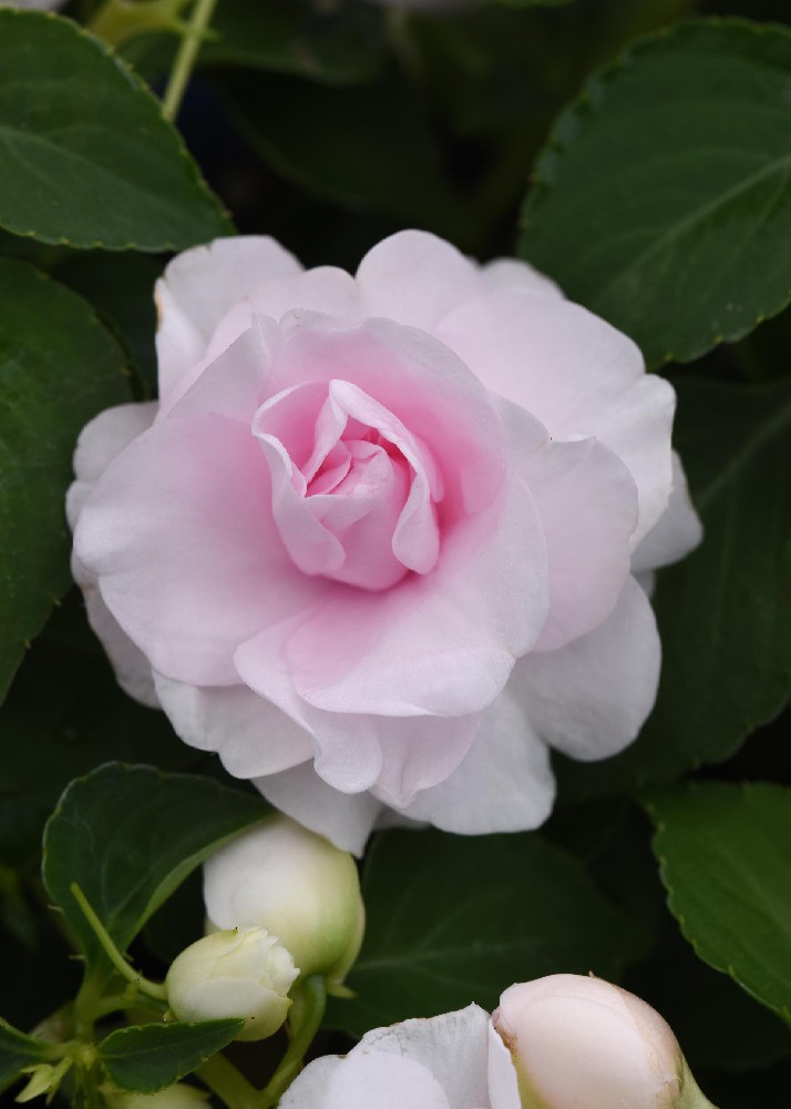 闪光仙女苹果花色